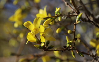 Erstfrühling Forsythie Blüte